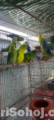 কিছু এডাল ফোরপাস  হাত বদল  করবো
